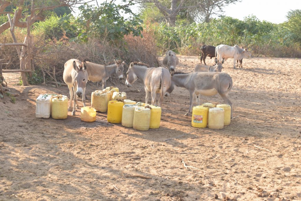 The Water Project : kenya19251-donkeys-and-containers-at-the-riverbed