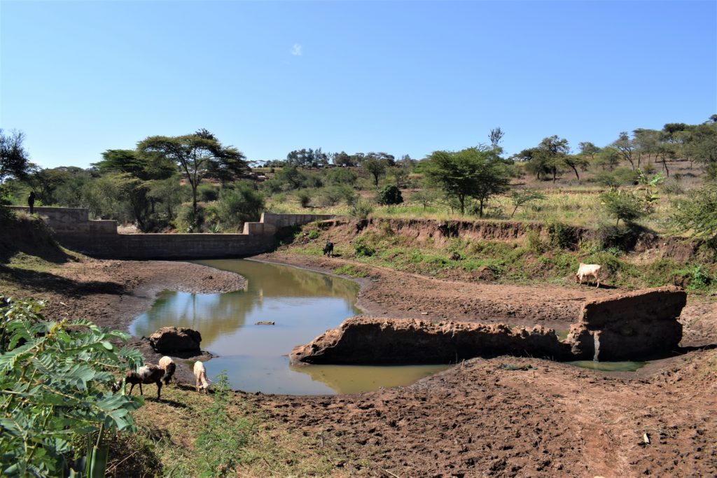 The Water Project : kenya18188-crops-growing-adjacent-to-the-dam