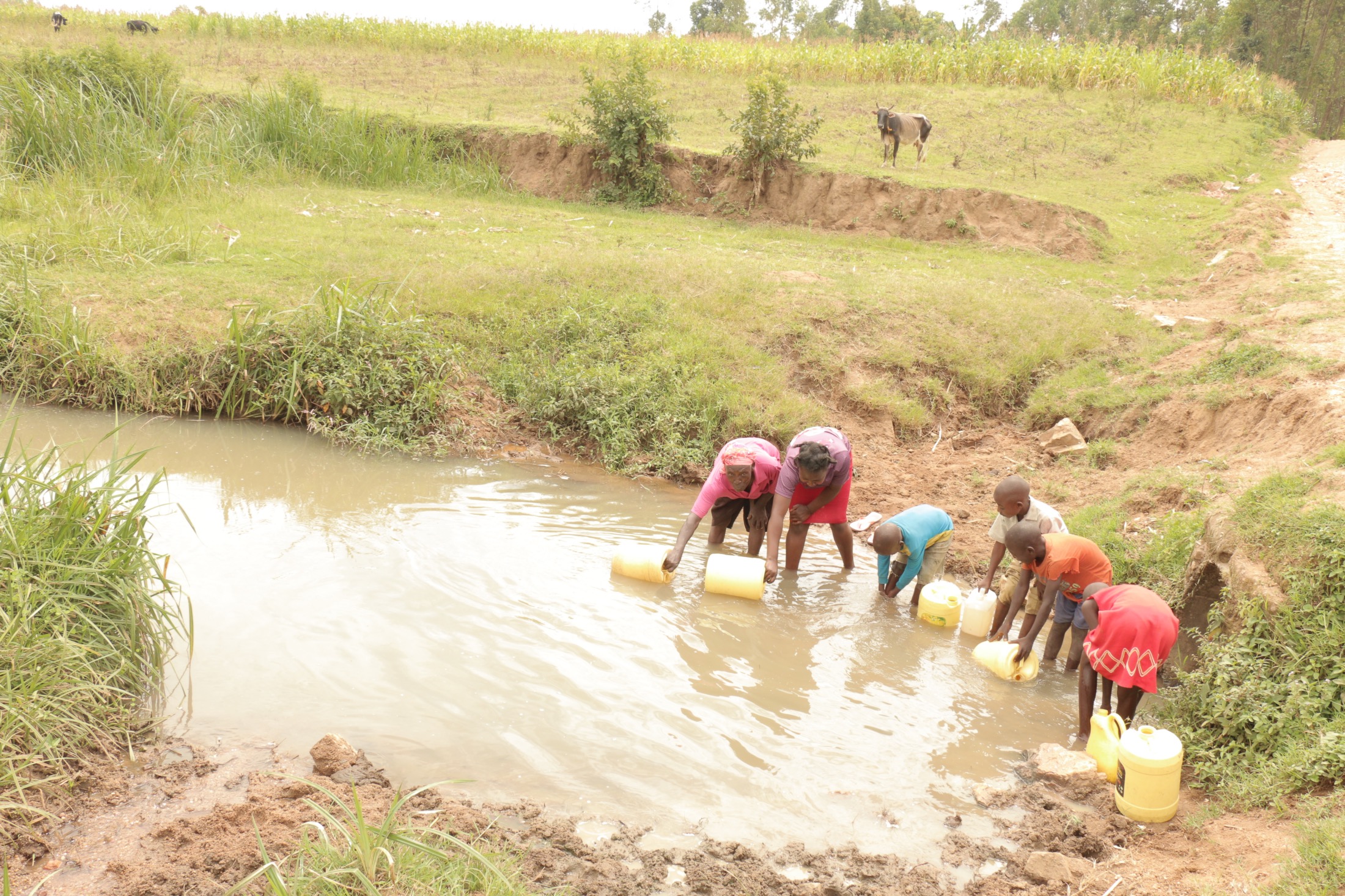 Water Used In Community The Water Project: Kenya - Mutemesi Community